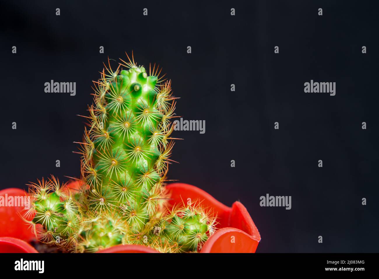 La mamillaria elongata, il cactus del merletto d'oro o cactus del ladyfinger, è una specie di pianta di fioritura. Foto Stock
