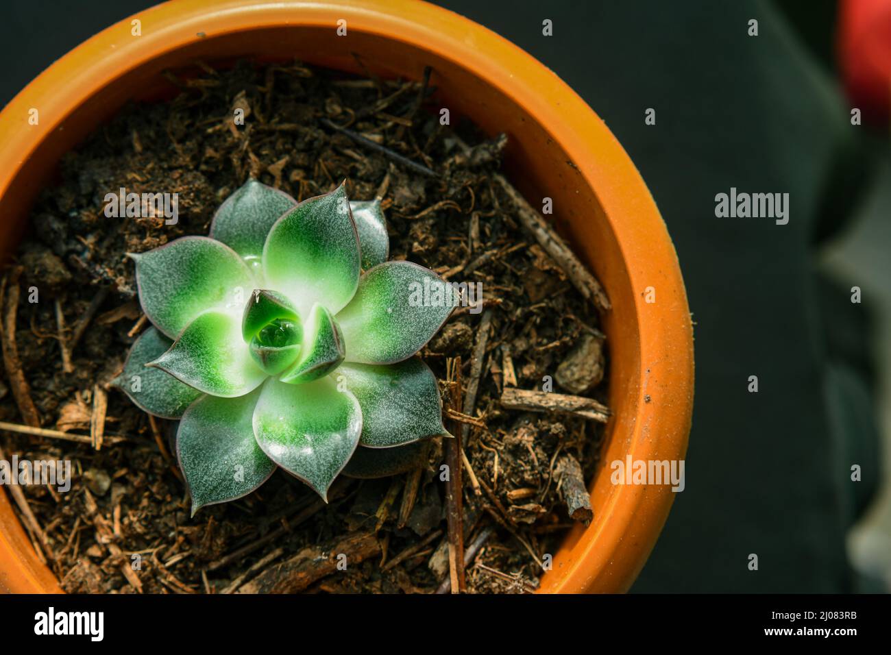 Sempervivum tectorum comunemente noto come Houseleek è una pianta a base di erbe con massicci grappoli di fiori Foto Stock