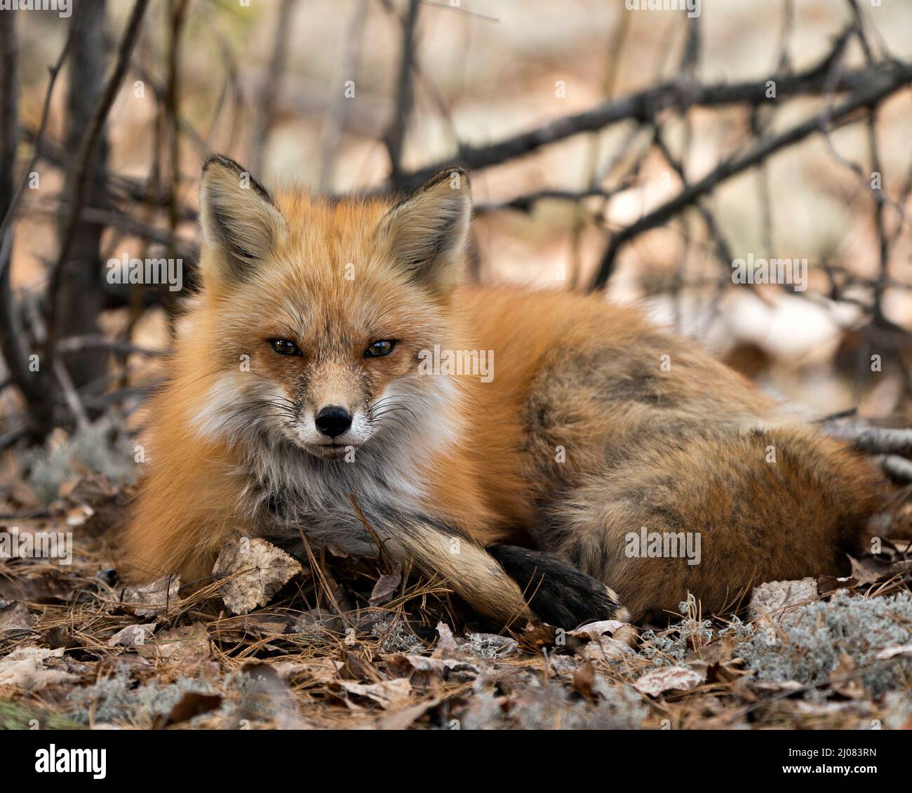 Vista del profilo in primo piano della volpe rossa poggiata su muschio bianco e foglie marroni nella stagione primaverile che mostrano coda di volpe, pelliccia, nel suo ambiente e habitat. Foto Stock