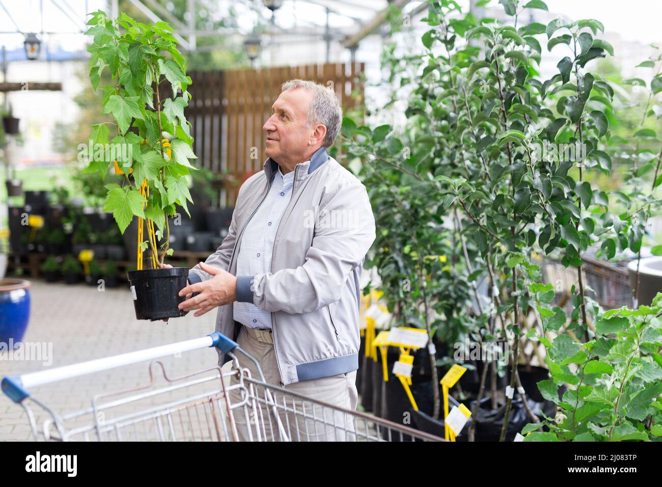 Shopping uomo di mezza età nel centro giardino Foto Stock