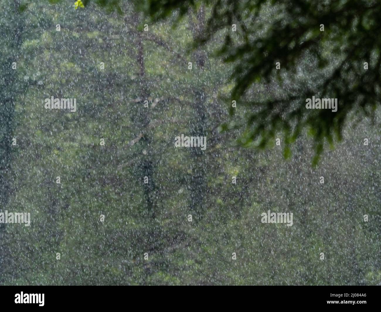 Pioggia primaverile nei boschi, Trentino, Italia, Europa Foto Stock
