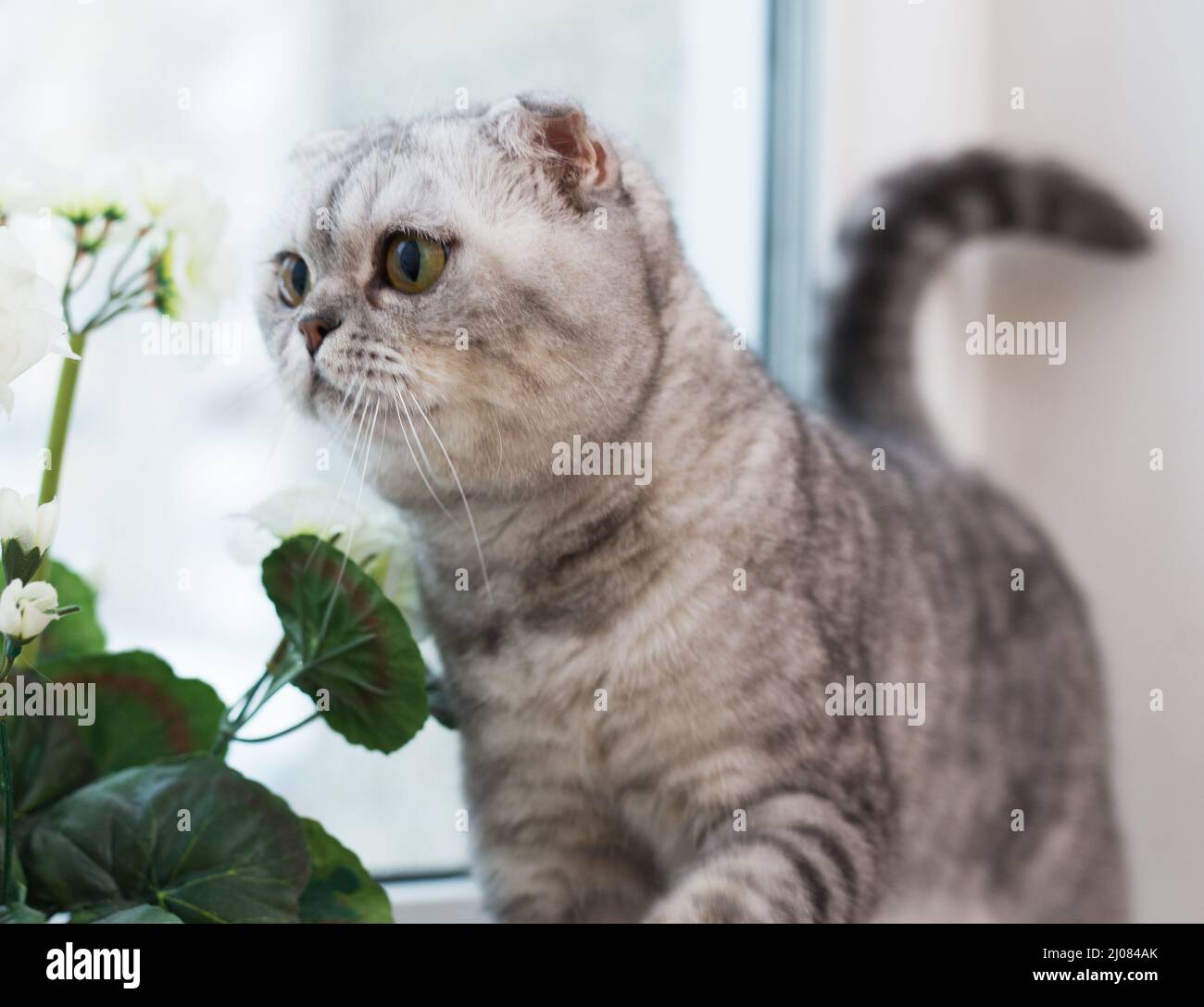 Ritratto di gatto di razza scozzese carino accanto ad un fiore in vaso su windowsill Foto Stock