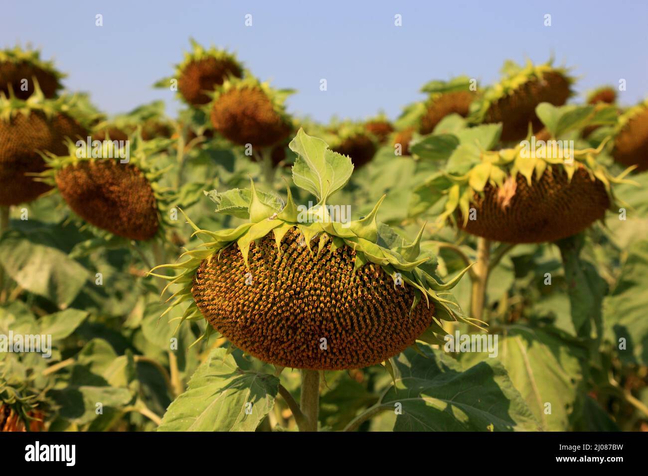 abgeblühte Sonnenblumen, Helianthus annuus, auf einem Sonnenblumenfeld, angebaut zur Produktion von Sonnenblumenkernen und zur Gewinnung von Sonnenblu Foto Stock