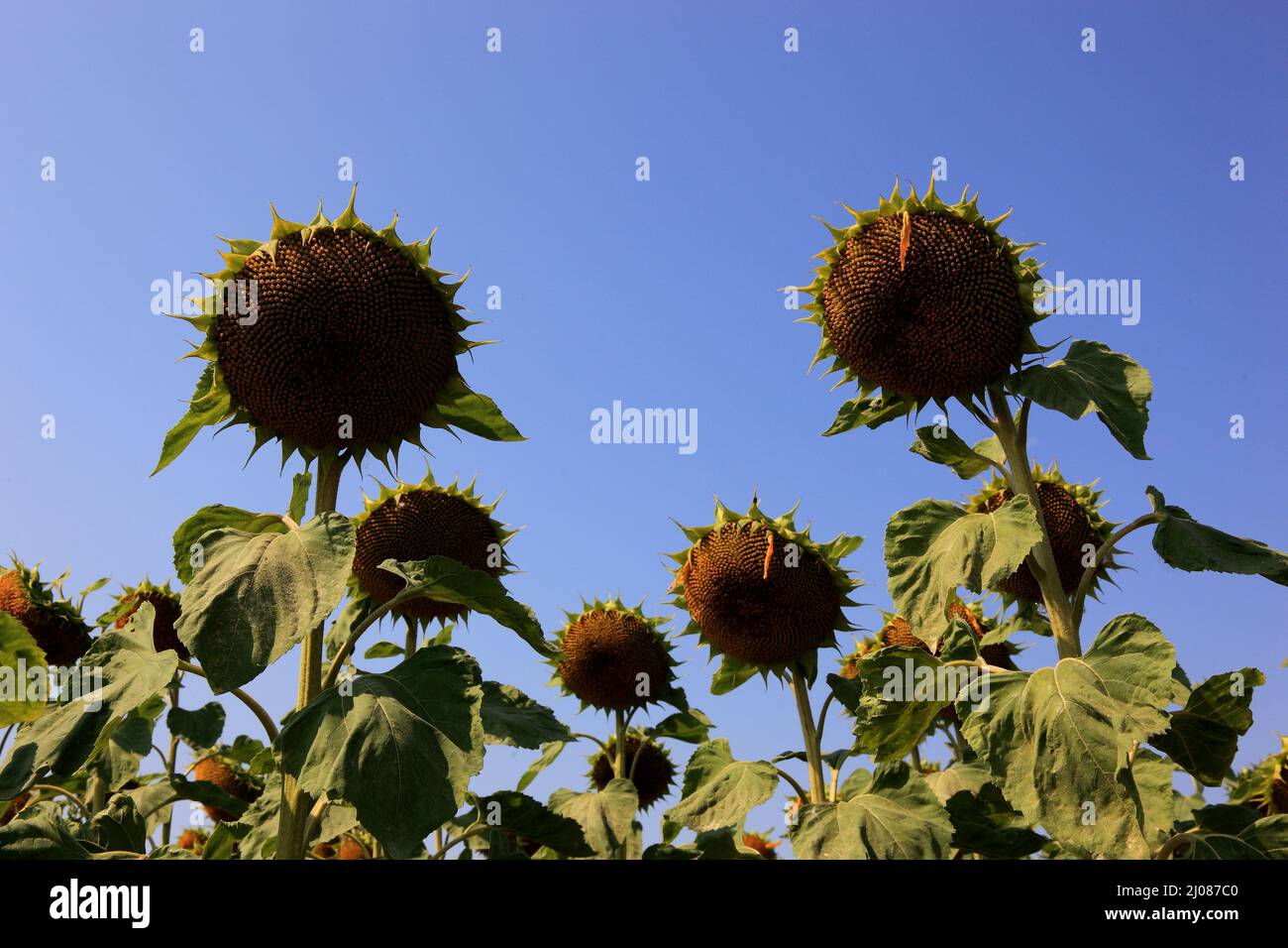 abgeblühte Sonnenblumen, Helianthus annuus, auf einem Sonnenblumenfeld, angebaut zur Produktion von Sonnenblumenkernen und zur Gewinnung von Sonnenblu Foto Stock