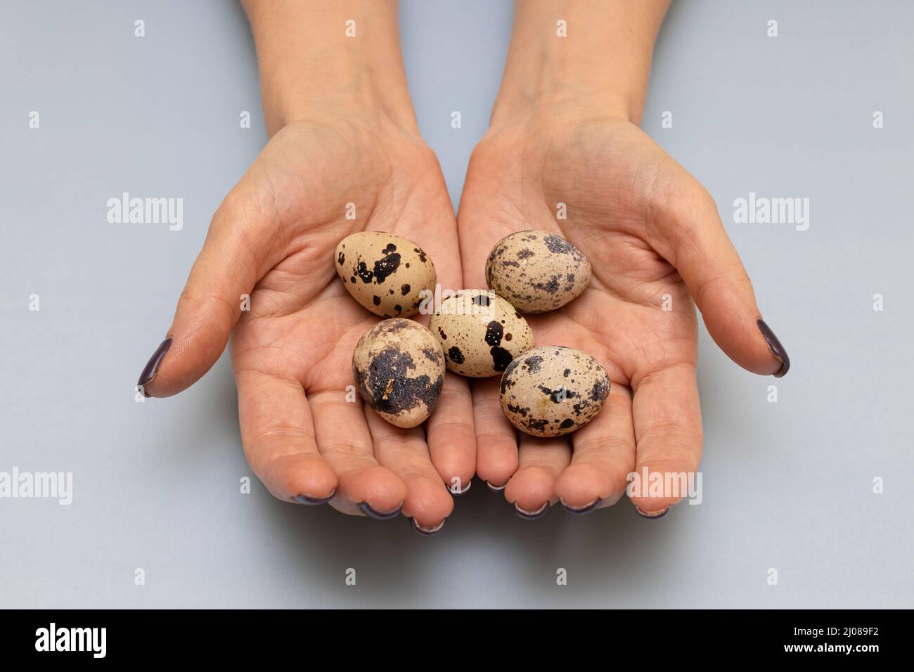 l'uovo di quaglia si trova nelle palme di una donna. Foto di alta qualità Foto Stock