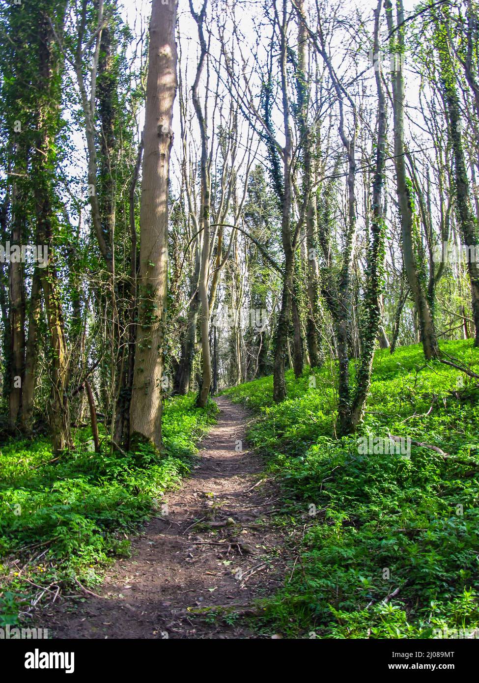 Un sentiero che attraversa un piccolo bosco nelle Downlands di Kentish, Regno Unito, in una giornata di primavera soleggiata Foto Stock