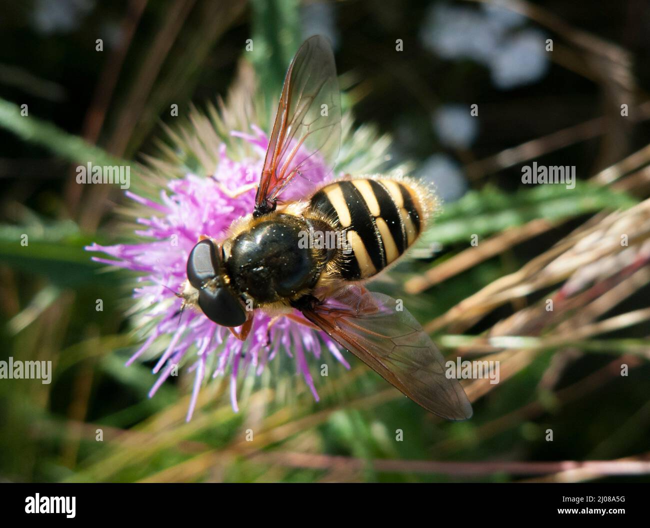 Comune Hoverfly Bog (Sericomyia silentis) Foto Stock