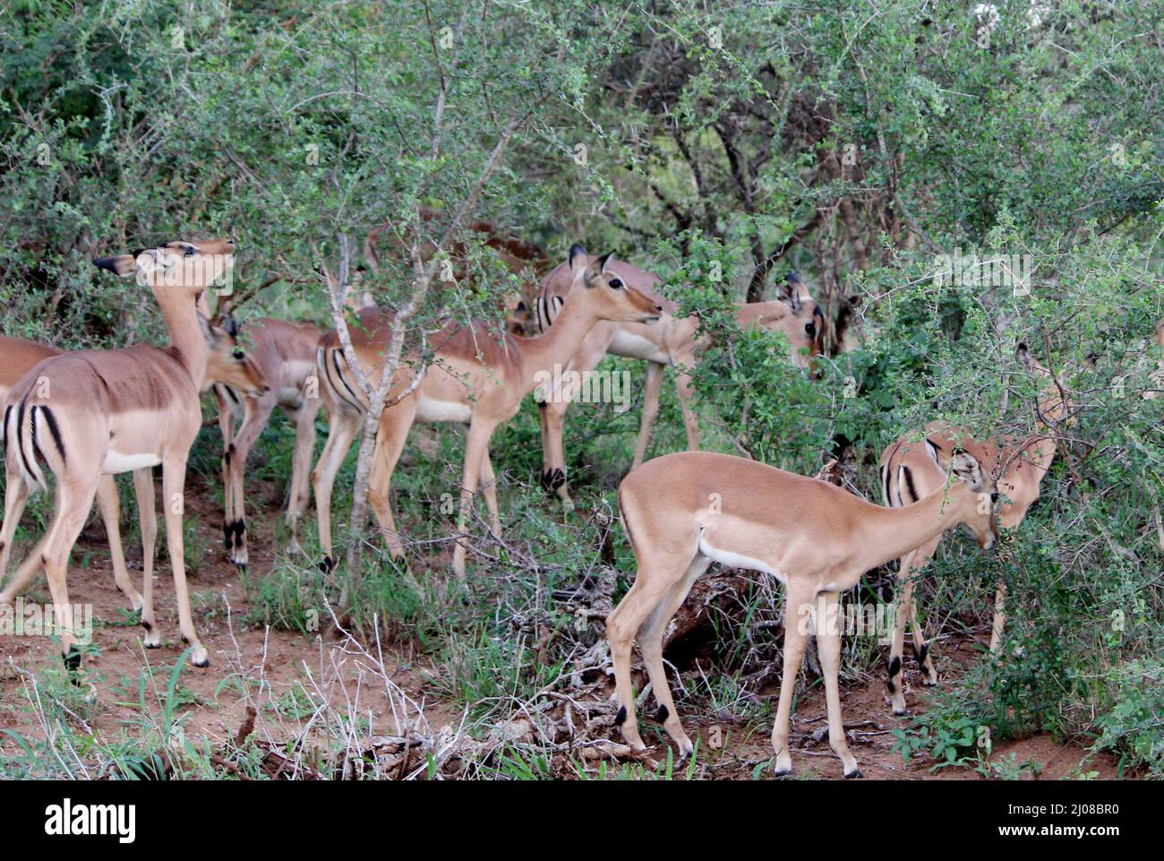 Femmine e novellame impala a faccia nera (Aepyceros melampus petersi) foraggio nella foresta : (pix SShukla) Foto Stock