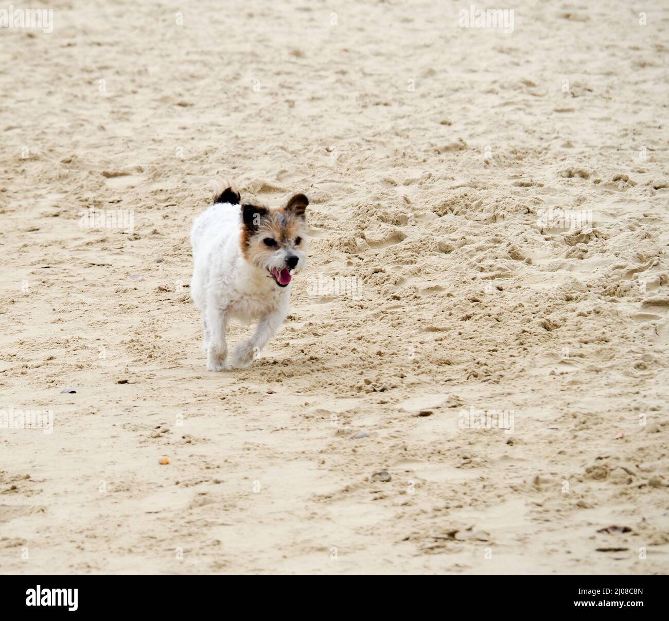 Un piccolo cane simpatico e felice che corre lungo la spiaggia Foto Stock