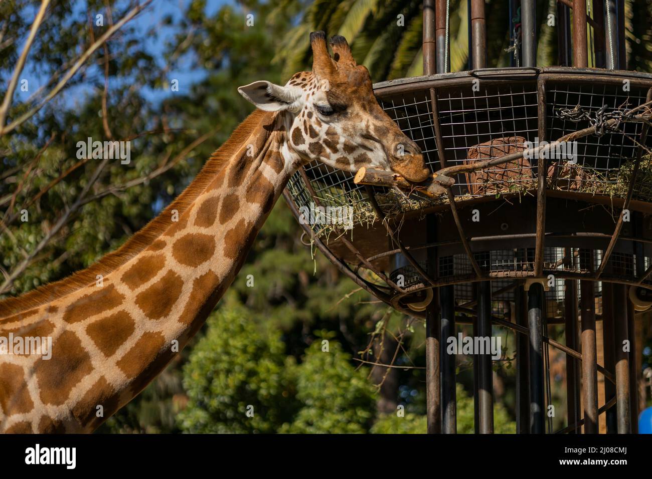 Giraffa che munching su un ramo Foto Stock