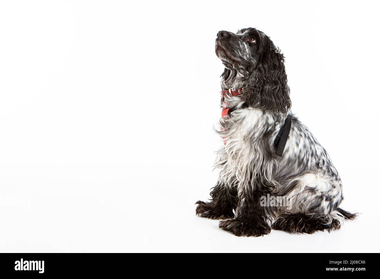 Inglese Springer Spaniel. Immagine studio corpo intero di un cane inglese Springer Spaniel pedigree posto su sfondo bianco. Foto Stock