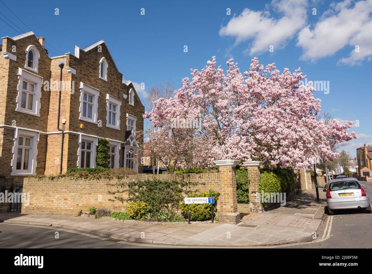 A magnolia in fiore fuori Orchard House, Grange Road, Barnes, Londra, SW13, Inghilterra, Regno Unito Foto Stock