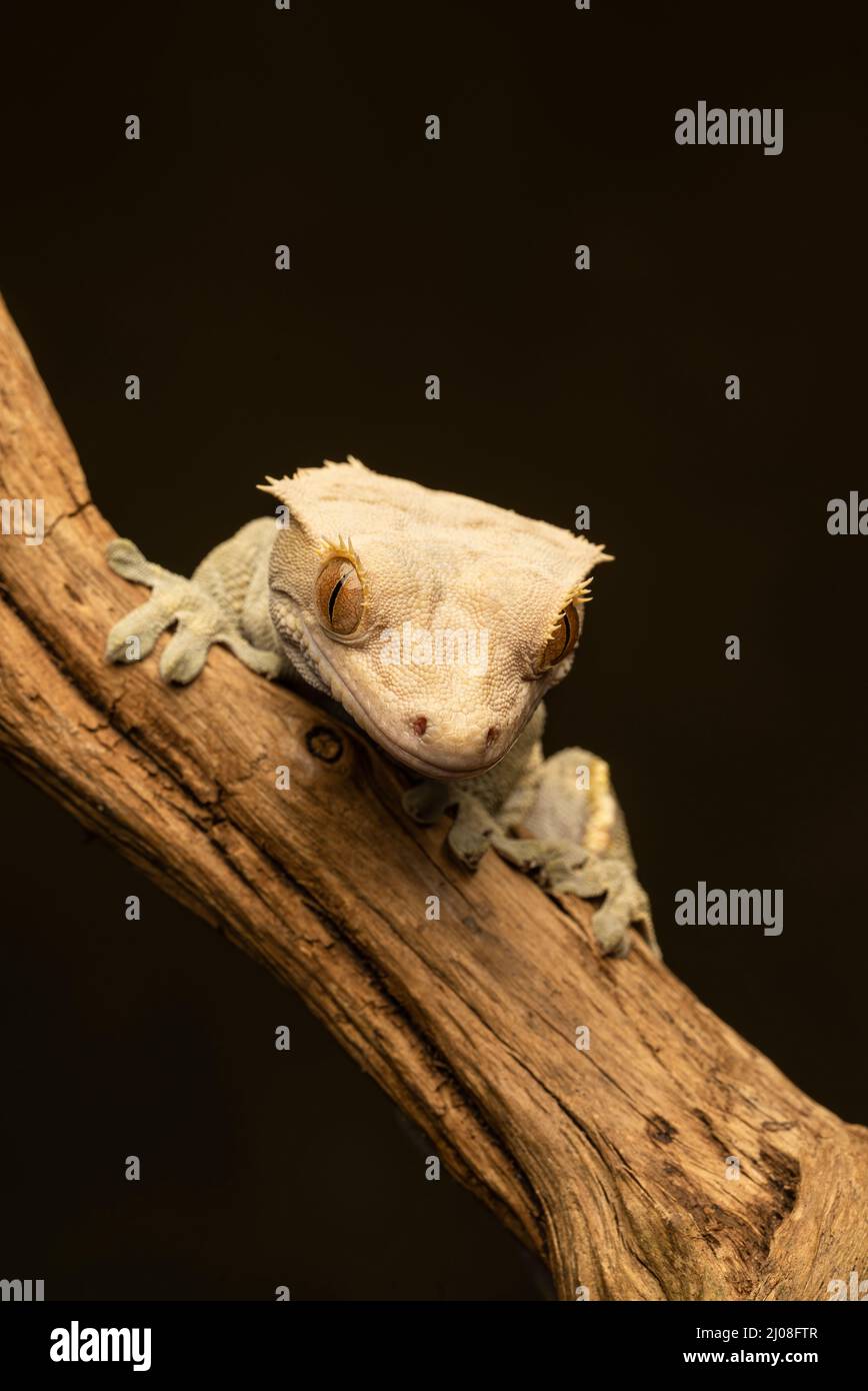 Un Gecko crestato (Correlophus ciliatus) noto anche come Gecko Eyelash, che sale su un ramo Foto Stock