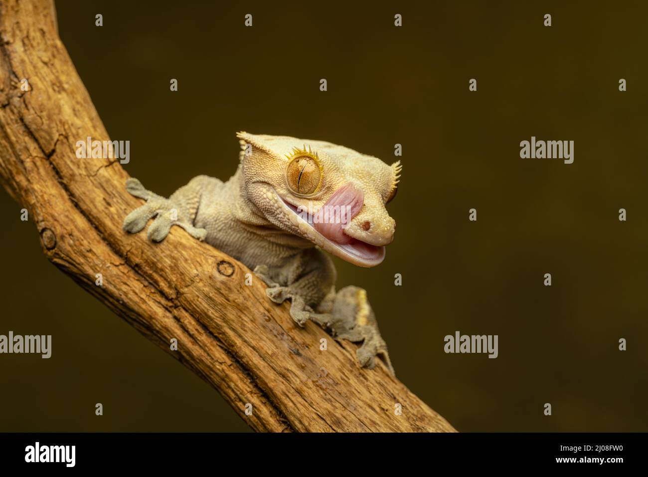 Crested Gecko (Correlophus ciliatus) noto anche come Eyelash Gecko, arrampicandosi su un ramo e leccando il suo volto con la sua lunga lingua rosa Foto Stock