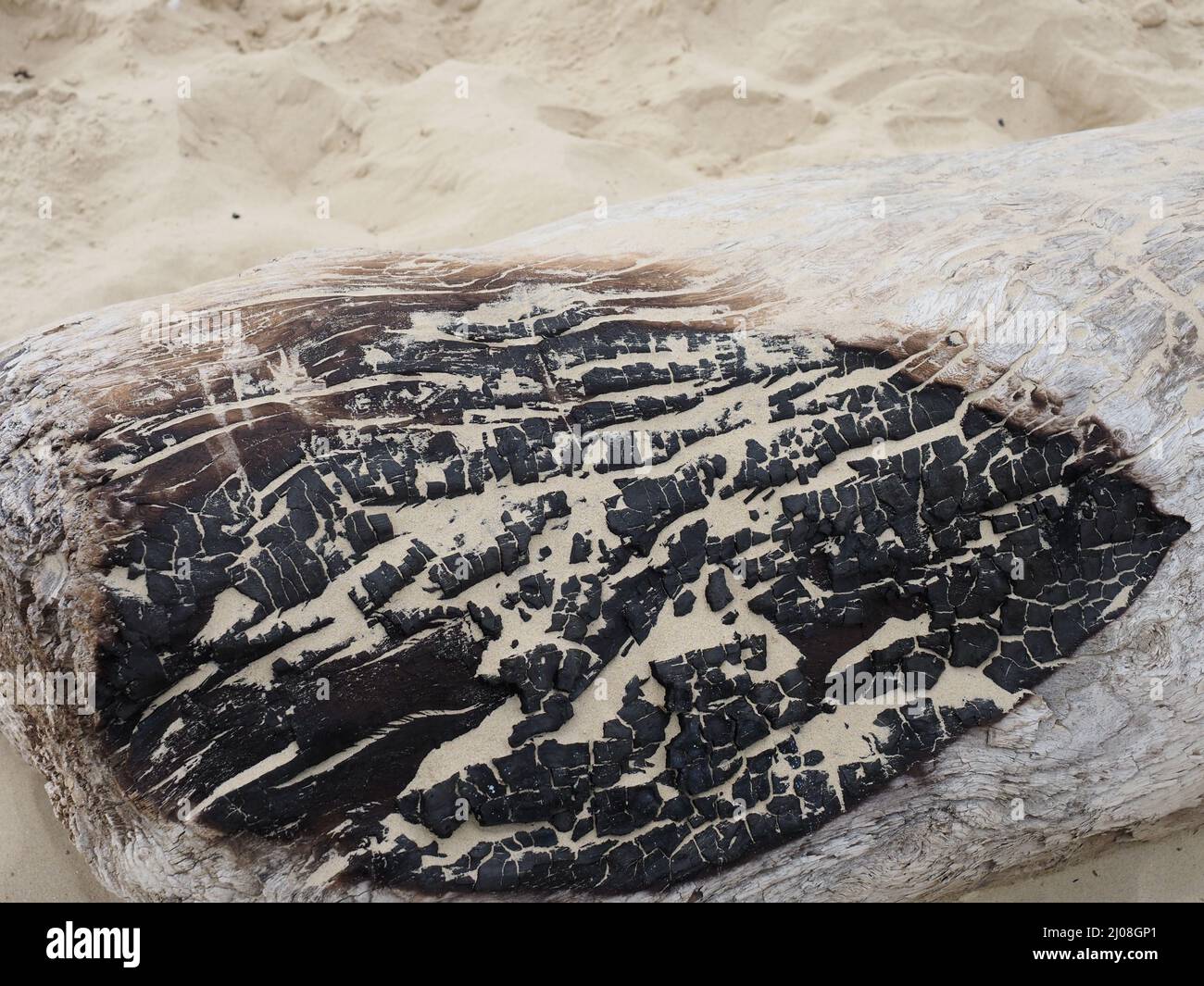 Primo piano di un pezzo di legno mezzo bruciato su una spiaggia di sabbia Foto Stock