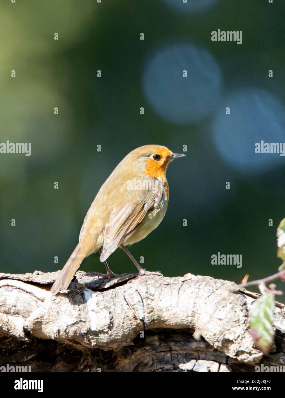 Robin europeo, arroccato in un giardino britannico, Foto Stock
