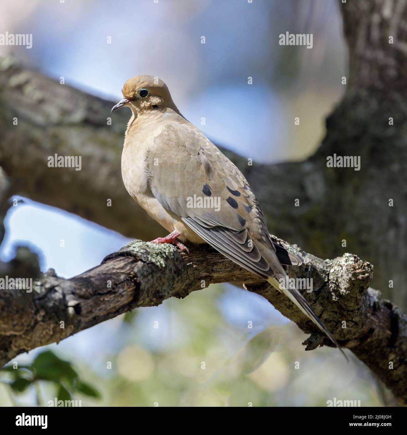 Mourning colomba adulta che perching su un ramo di albero. Santa Clara County, California, Stati Uniti. Foto Stock