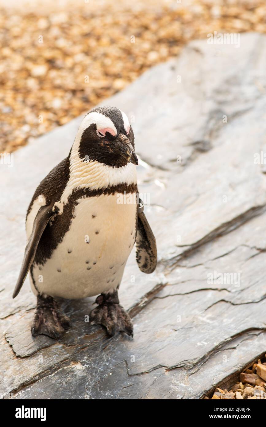 Pinguino nero, Spheniscus demersus posato sulla roccia ardesia Foto Stock