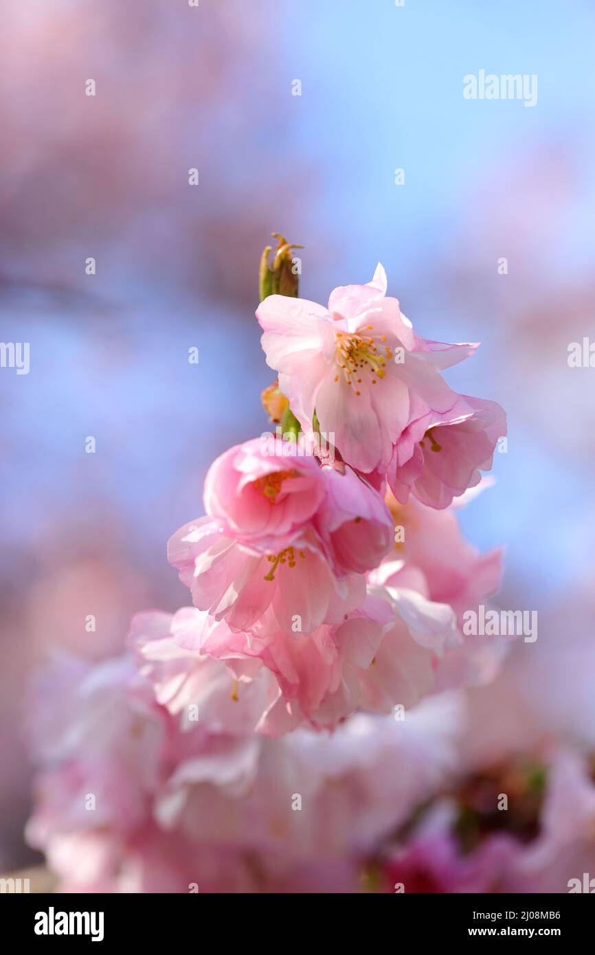 Bella primavera rosa sboccia contro un cielo blu fuoco selettivo con profondità di campo poco profonda Foto Stock