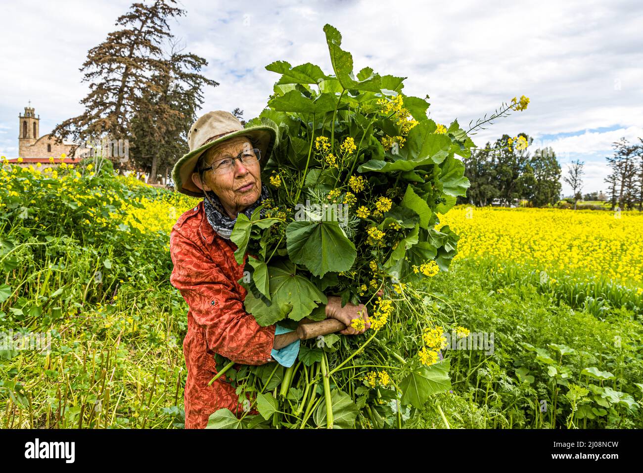 Vendemmia a Büyükkonuk Foto Stock
