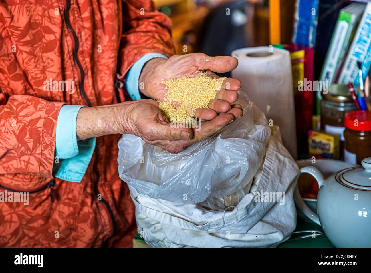 Lois Cemal tiene grano giallo-dorato in entrambe le mani sopra un sacchetto di plastica nella sua fattoria Delcraft a Büyükkonuk (Komi Kebir), Repubblica Turca di Cipro del Nord (RTNC). Foto Stock