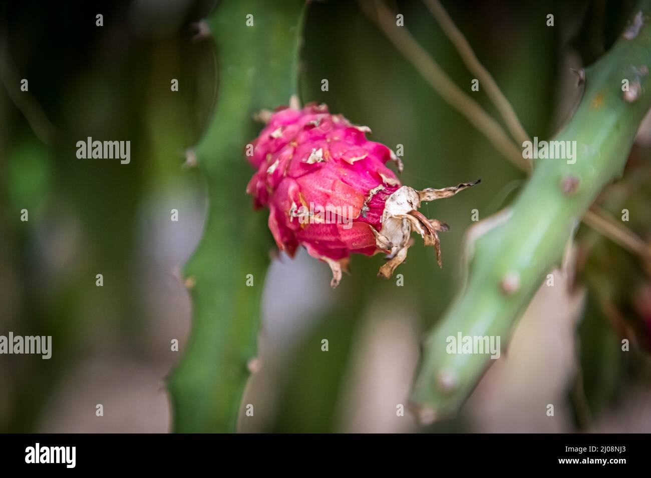 Büyükkonuk Foto Stock