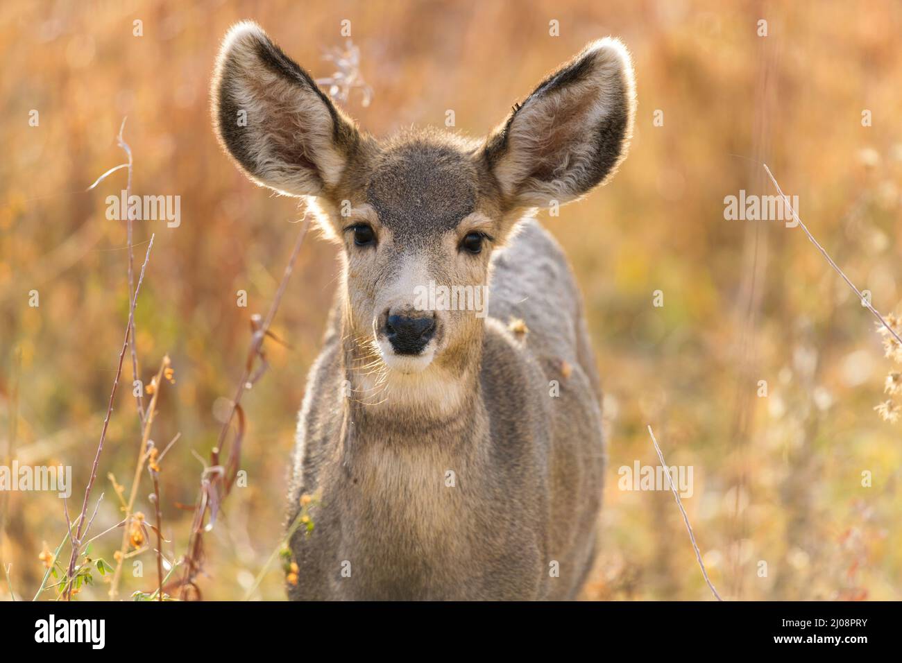 Young Mule Deer - primo piano di un giovane cervo mulo in piedi in un prato di montagna in una soleggiata serata autunnale. Chatfield state Park, Colorado, USA. Foto Stock