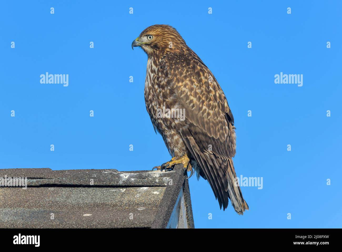 Hawk a coda rossa - una vista laterale ravvicinata di un falco a coda rossa che si aggirava su un'estremità di cresta di un tetto di una casa residenziale. Lakewood, Colorado, Stati Uniti. Foto Stock