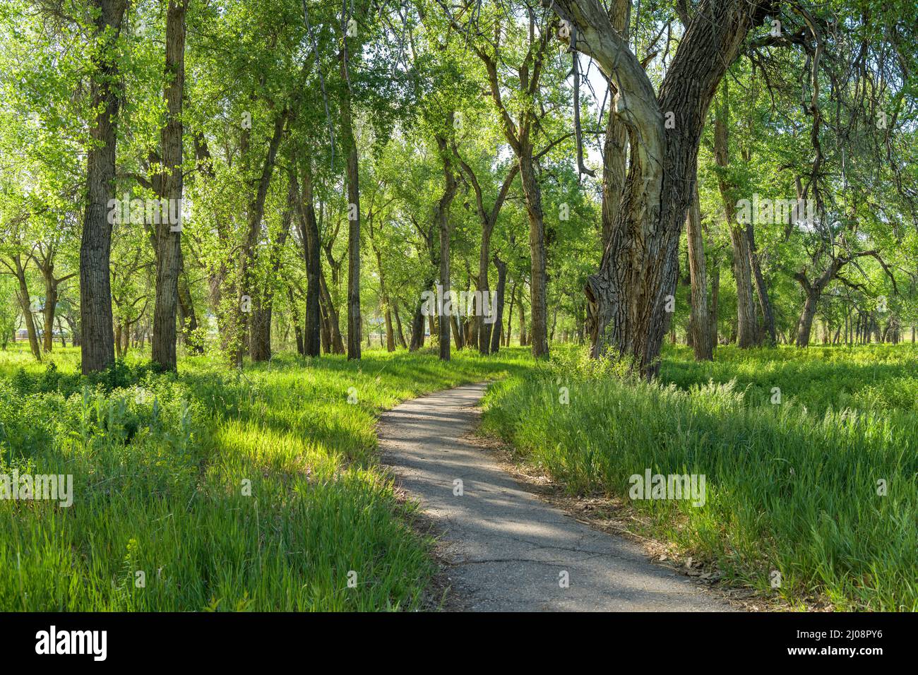 Spring Trail - un sentiero escursionistico che si snoda attraverso un denso boschetto nel Chatfield state Park in una soleggiata serata primaverile. Denver-Littleton, Colorado, Stati Uniti. Foto Stock