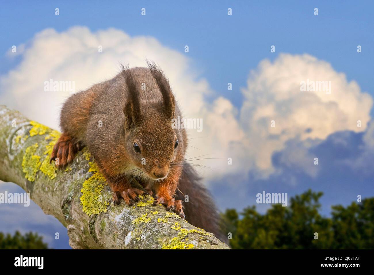 Scoiattolo rosso eurasiatico (Sciurus vulgaris) con grandi nuvole di orecchio sul ramo di albero e che si avvicina a nubi di tuono in lontananza. Composito digitale Foto Stock