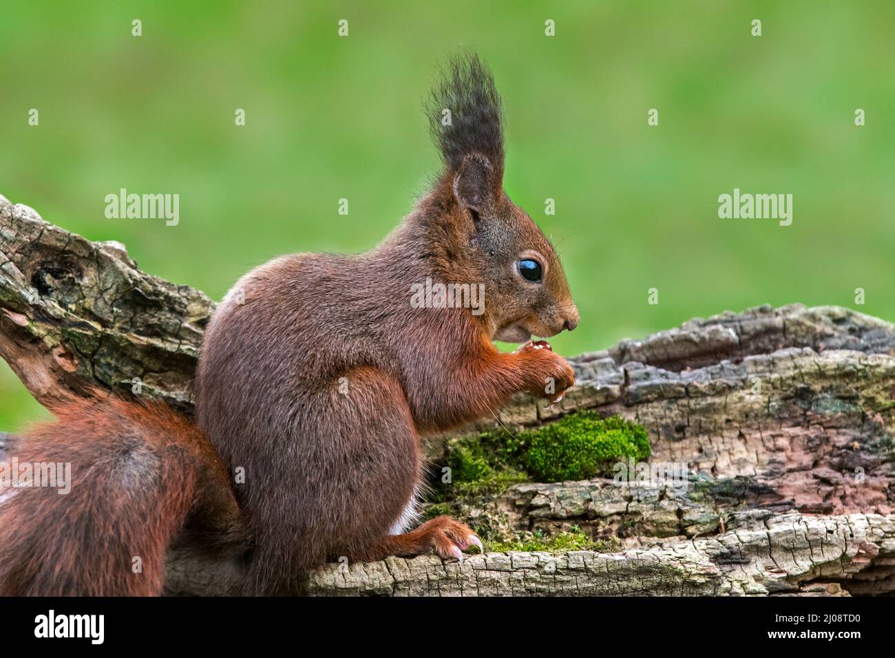 Cute scoiattolo rosso eurasiatico (Sciurus vulgaris) con grandi orafi che mangiano nocciole / noci dalla cache alimentare nascosta in grumo di albero in primavera Foto Stock