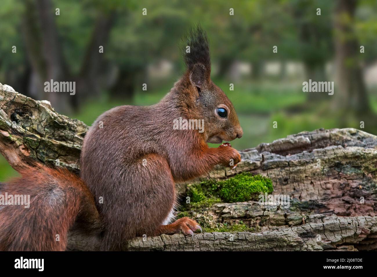 Cute scoiattolo rosso eurasiatico (Sciurus vulgaris) con grandi orafi che mangiano nocciola/nocciola dalla cache alimentare nascosta in grumo di albero nella foresta decidua Foto Stock