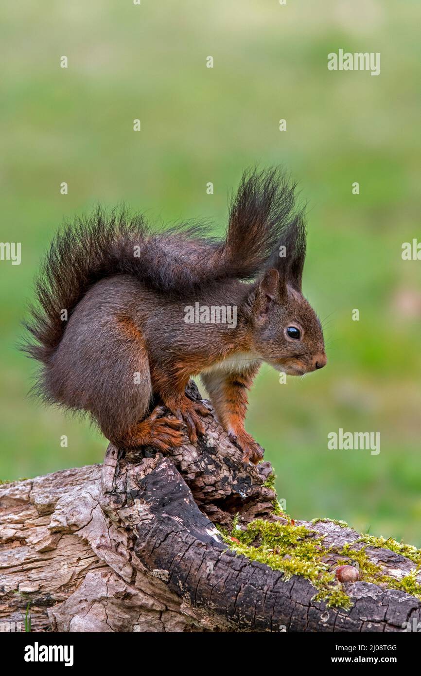 Carino scoiattolo rosso eurasiatico (Sciurus vulgaris) con grandi ciuffi di orecchio e cappotto invernale scuro ricerca nocciole / noci nascosto nella cache alimentare in grumo albero Foto Stock