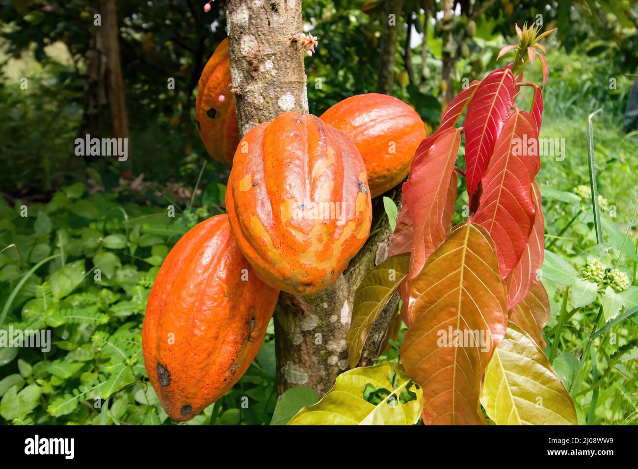 Cialde di cacao mature, Côte d'Avorio Foto Stock