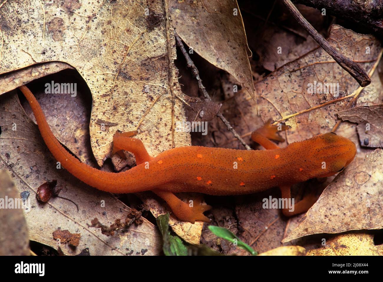 Newt orientale (Notophthalmus viridescens) sul pavimento della foresta Foto Stock