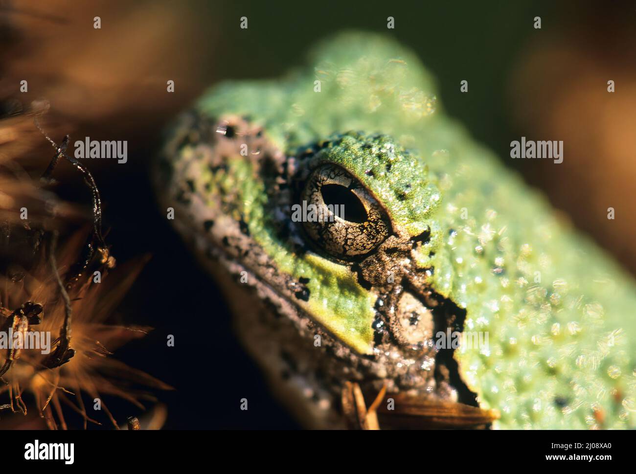 Rana grigia (Dryophytes versicolor) da vicino Foto Stock