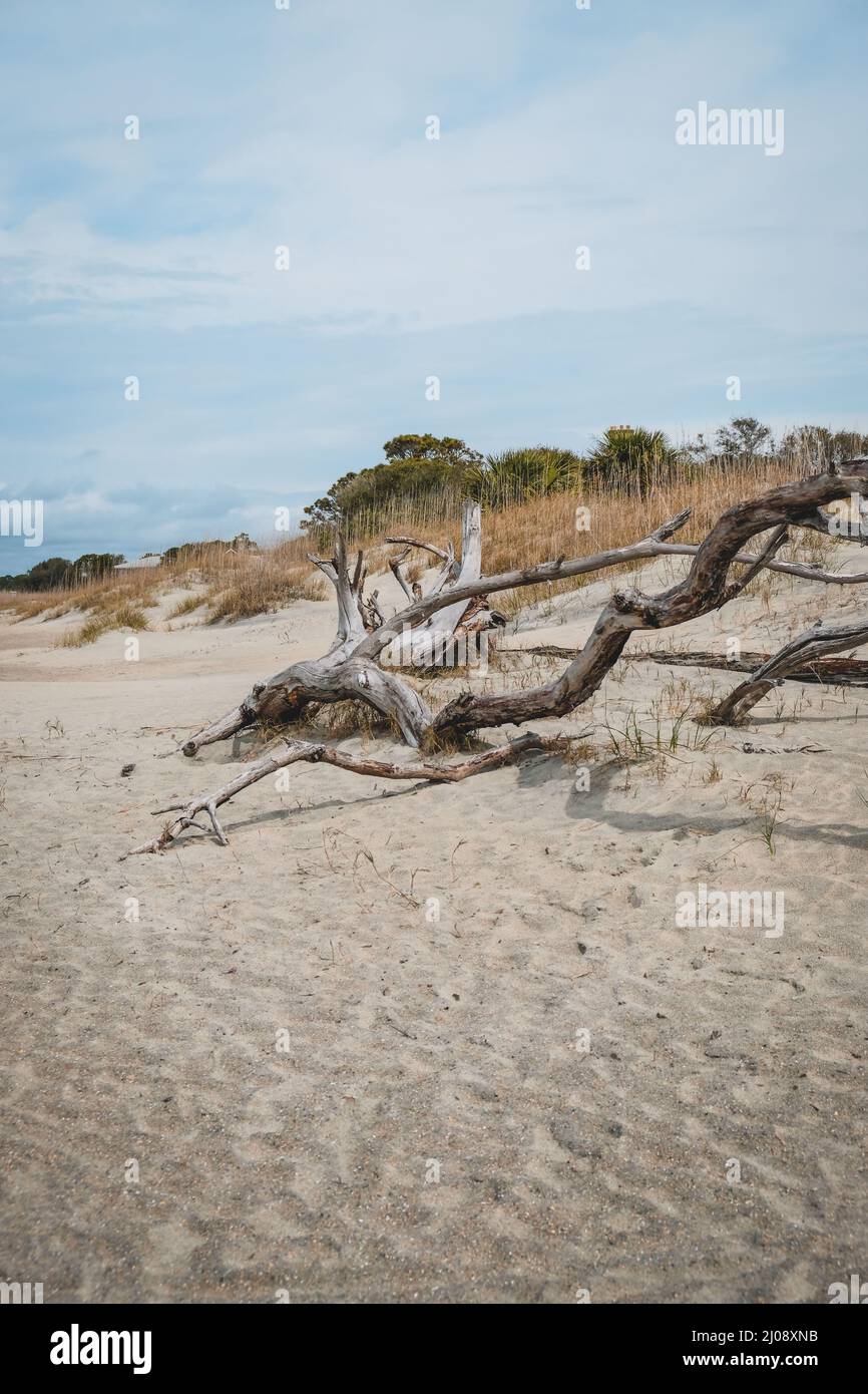 Old Driftwood sulla spiaggia nella Georgia costiera. Isola di Tybee. Spazio negativo per la copia. Foto Stock