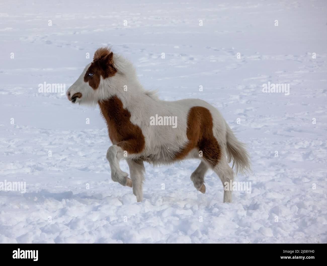 Un cavallo islandese colorato trote nella neve Foto Stock
