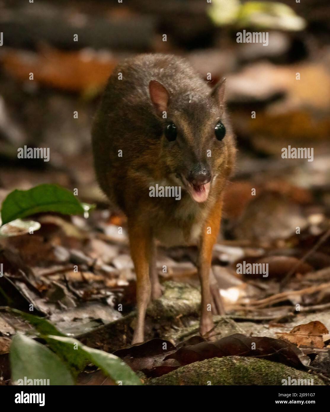 Primo piano di un minore cervi di mouse in piedi sul terreno forestale durante il giorno Foto Stock