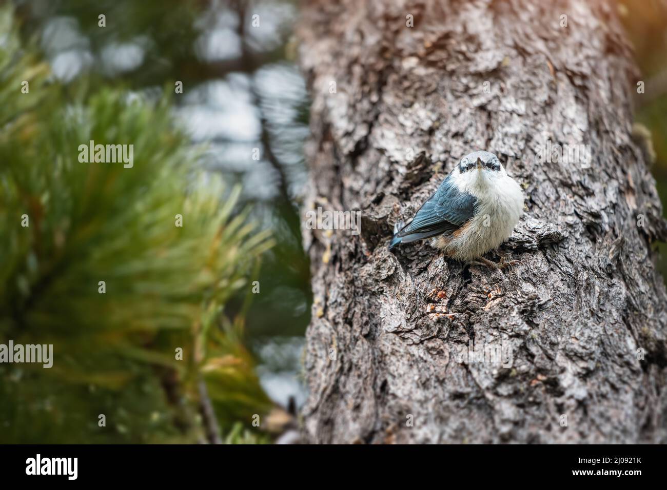 Eurasian o comune uccello nuthatch nel bosco alla ricerca di cibo - cedro noci. Birdwatching e concetto di biologia Foto Stock