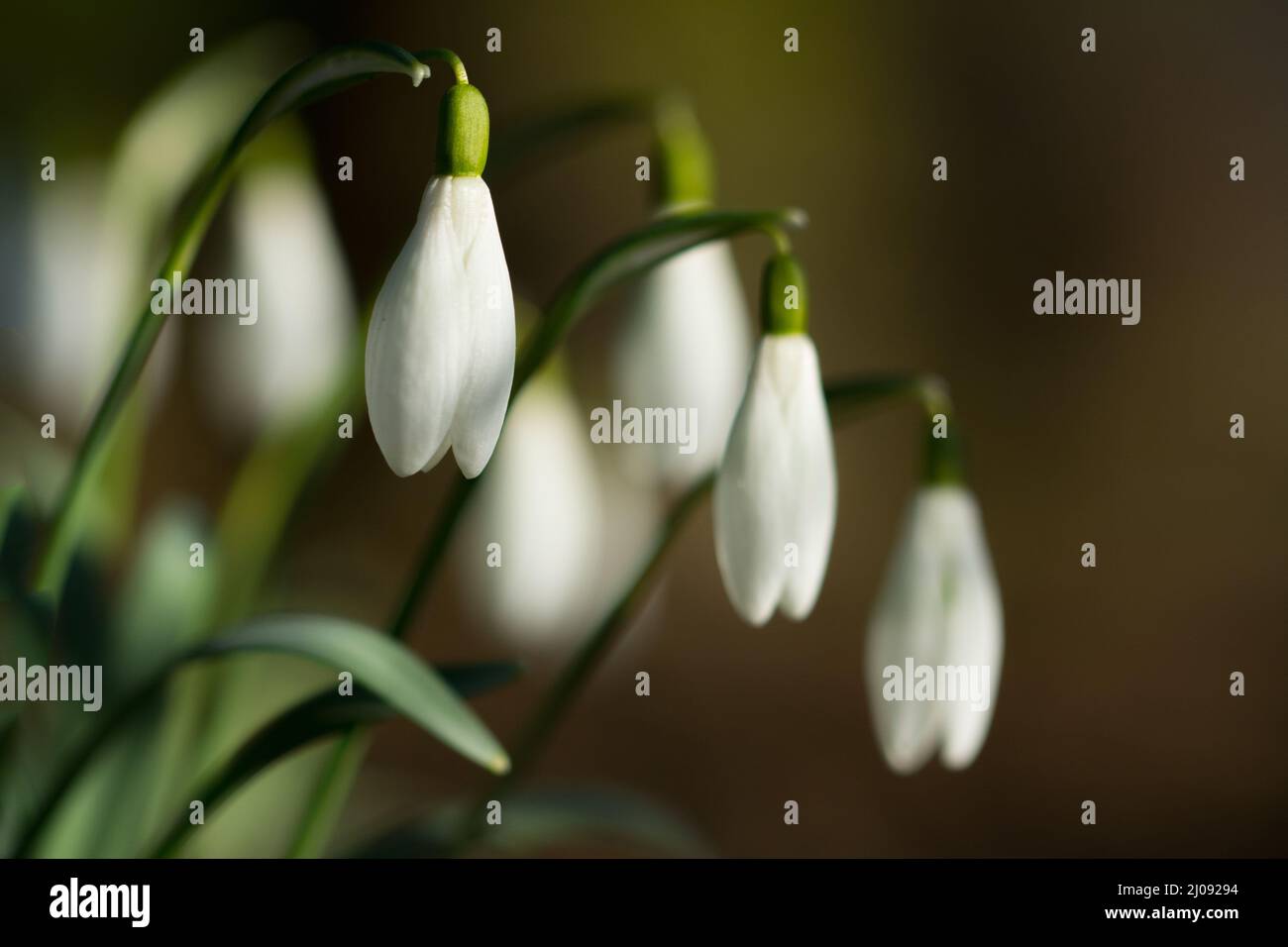 Primo piano di un grumo di gocce di neve che fioriscono all'inizio della primavera Foto Stock