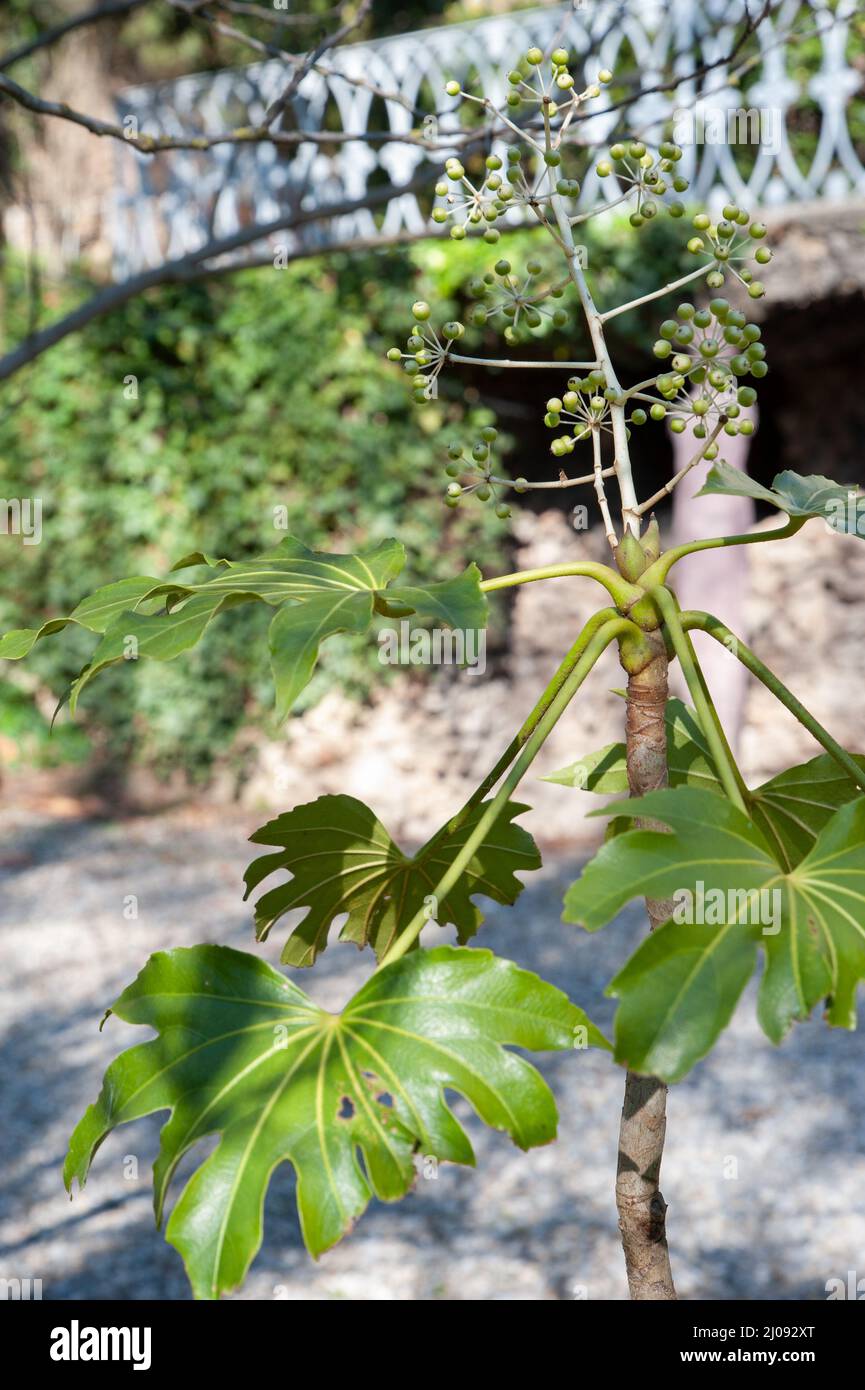 La falesia japonica, anch'essa pianta di carta lucida, è una specie di  pianta fiorente della famiglia Araliaceae, originaria del Giappone  meridionale e della Corea del Sud Foto stock - Alamy