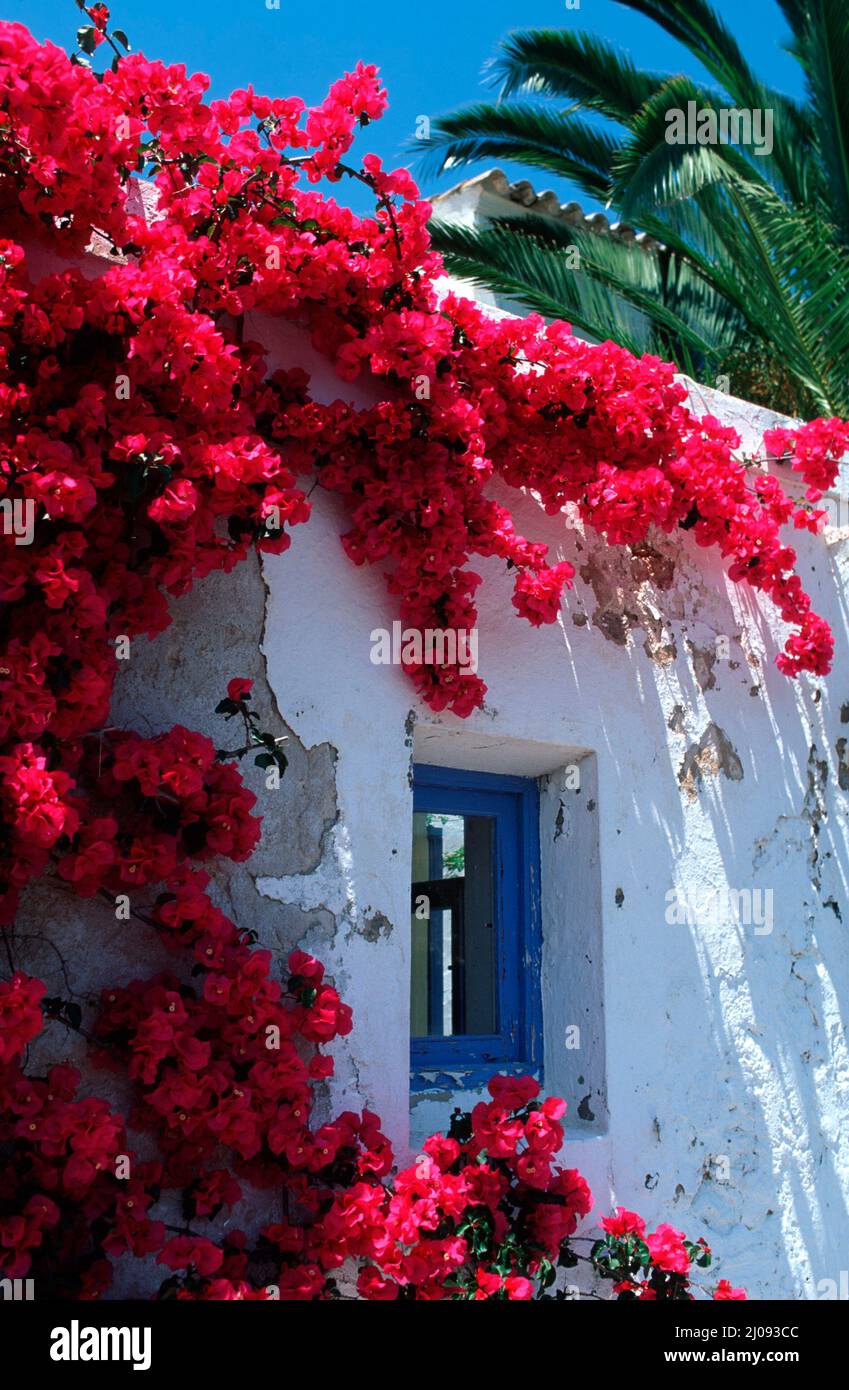 Bougainvilla fiorente di fronte a una vecchia casa, Ibiza, Spagna, Europa Foto Stock