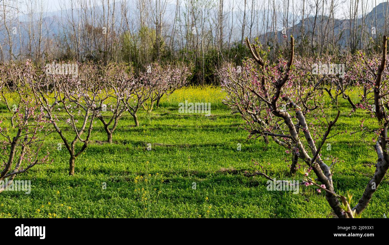 Frutteto di pesca fiorito nella stagione primaverile Foto Stock