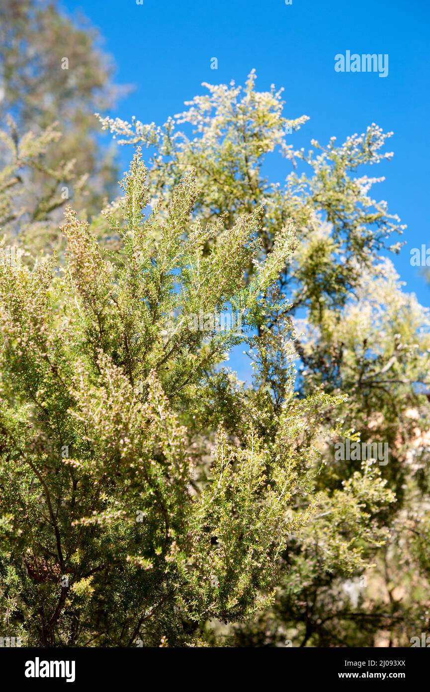 Erica arborea, la brughiera dell'albero o erica dell'albero, è una specie di pianta di fioritura (angiospermi) nella famiglia di erica Ericaceae.. Foto Stock