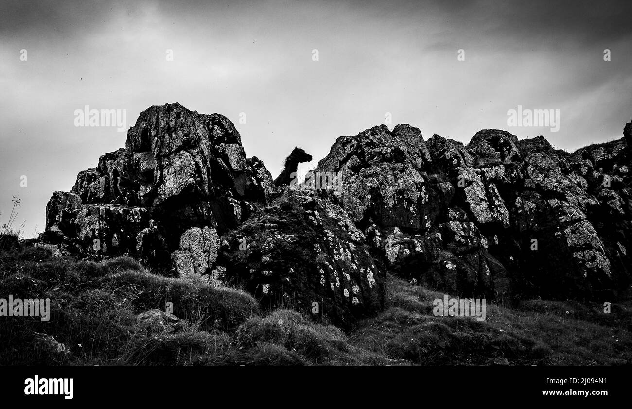 Un cavallo islandese si affaccia su una scogliera rocciosa in Islanda Foto Stock