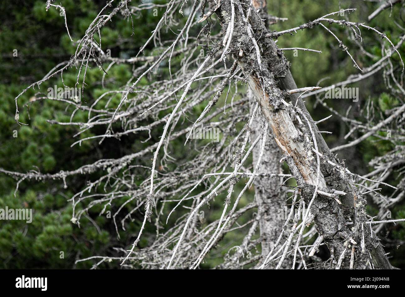 Un abeto falco e morto nella foresta Foto Stock