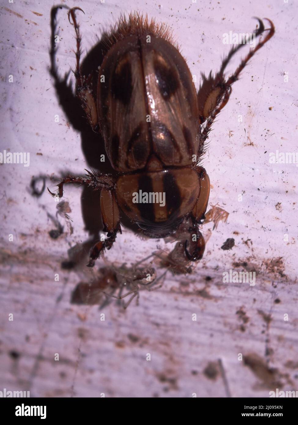Un coleottero tropicale peloso e macchiato (Ordine Coleoptera) isolato su uno sfondo bianco dalle giungle del Belize, America Centrale Foto Stock