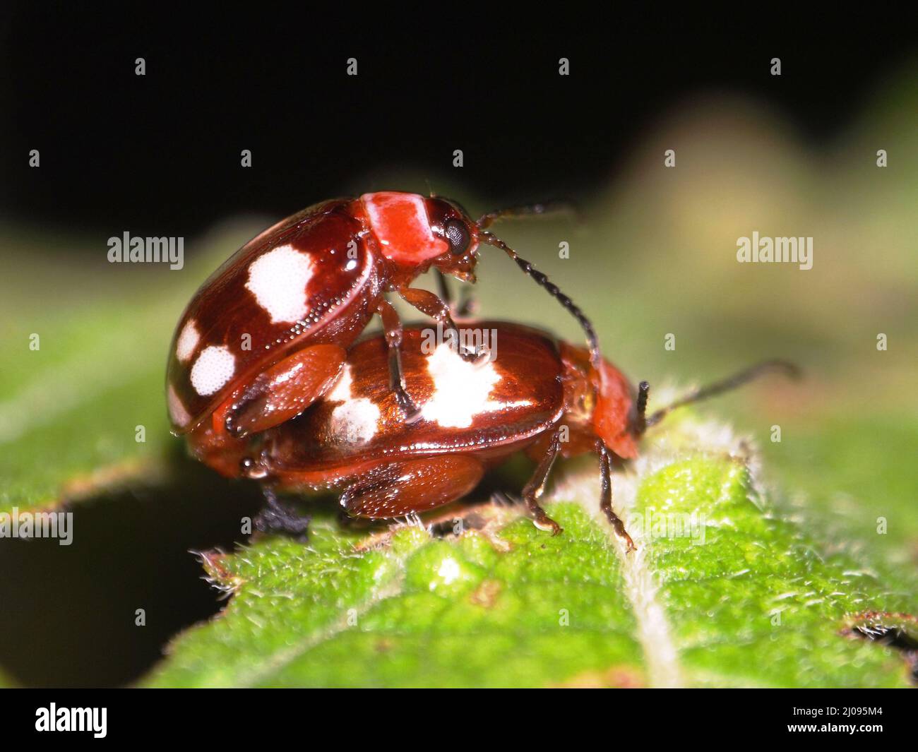 Una coppia di rosso e marrone con pallini bianchi (ordine Coleoptera) isolati su una foglia verde tropicale con sfondo naturale scuro Foto Stock