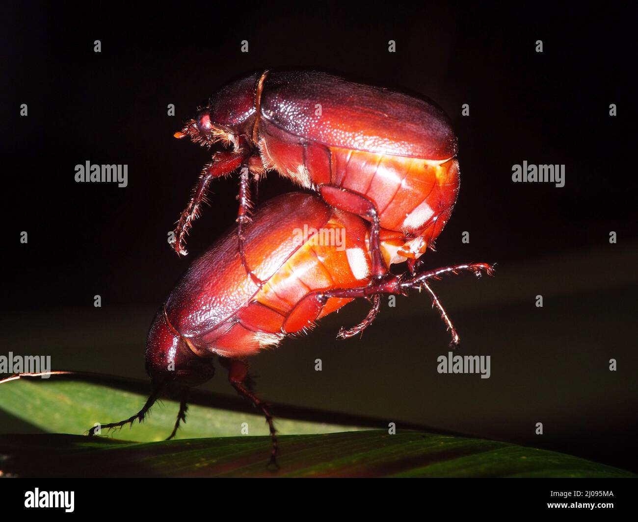 Coppia di coleotteri rossi (Order Coleoptera) isolati su una foglia verde tropicale con sfondo naturale scuro Foto Stock